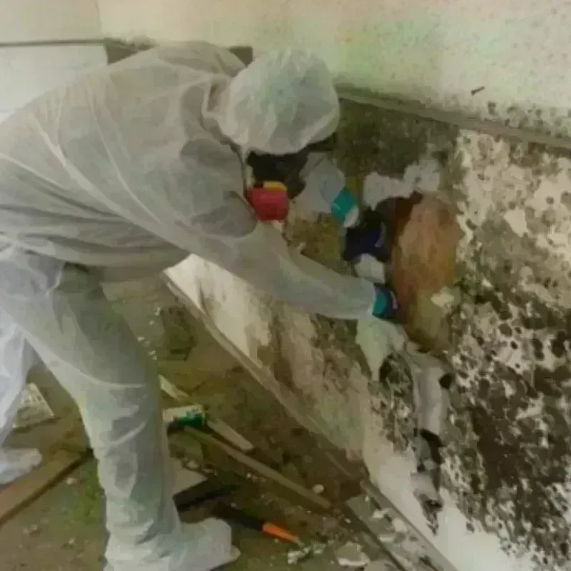 Mold Remediation and Removal in Plainview, TX